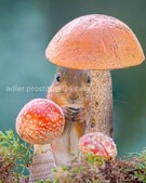 Анкета проститутки Шарлотта - метро Марьина Роща, возраст - 34